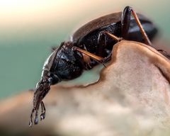 Ich tippe auf Lederlaufkäfer ( Carabus coriaceus )