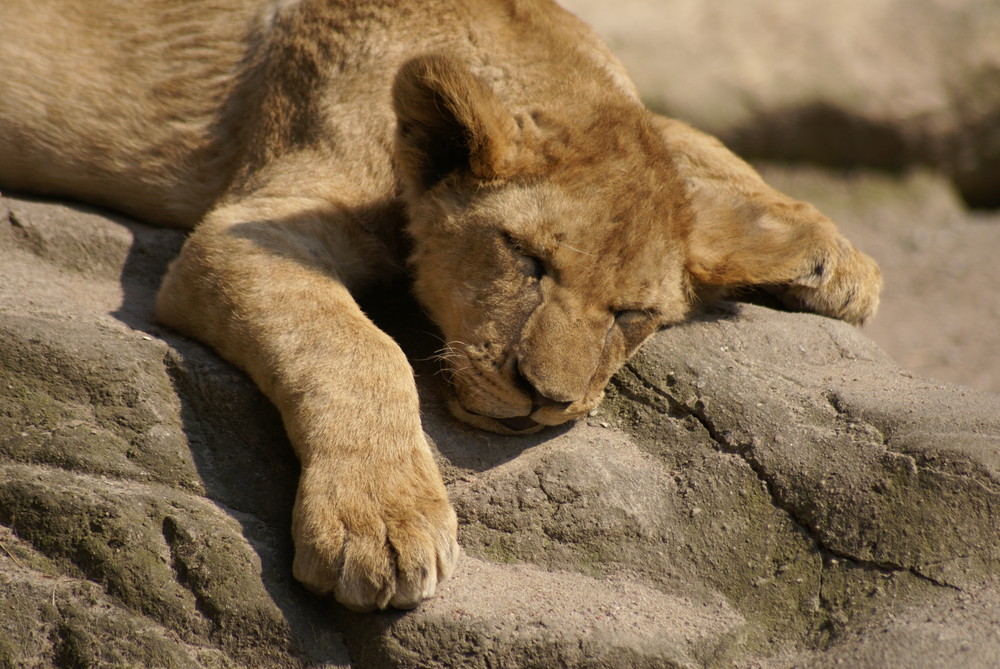 Ich träum ich werde König - and the Lion sleeps tonight