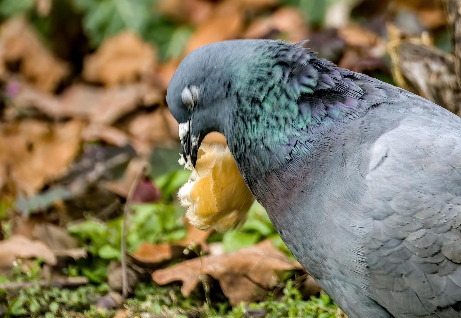 "Ich träum mit meiner Semmel von einer Semmel"