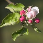 ich träume schon von der Ernte