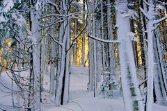 Ich träume vom Schnee