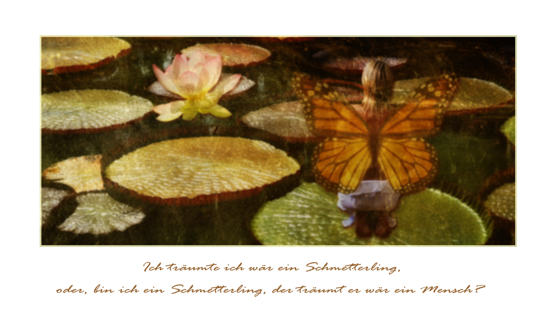 ich träumte, ich wäre ein schmetterling ...