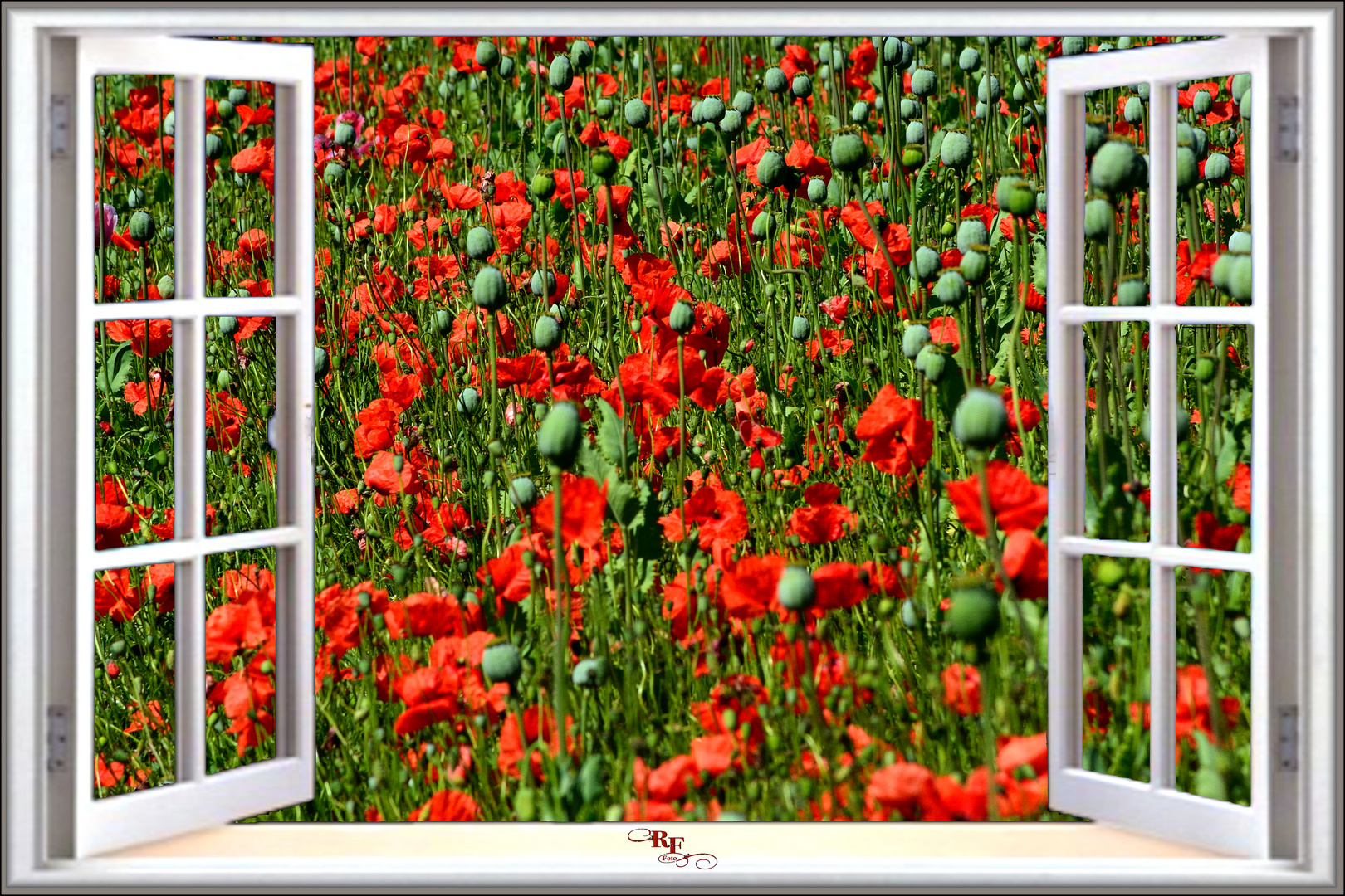 Ich träumte und sah ein rotes Mohnfeld vor dem geöffneten Fenster