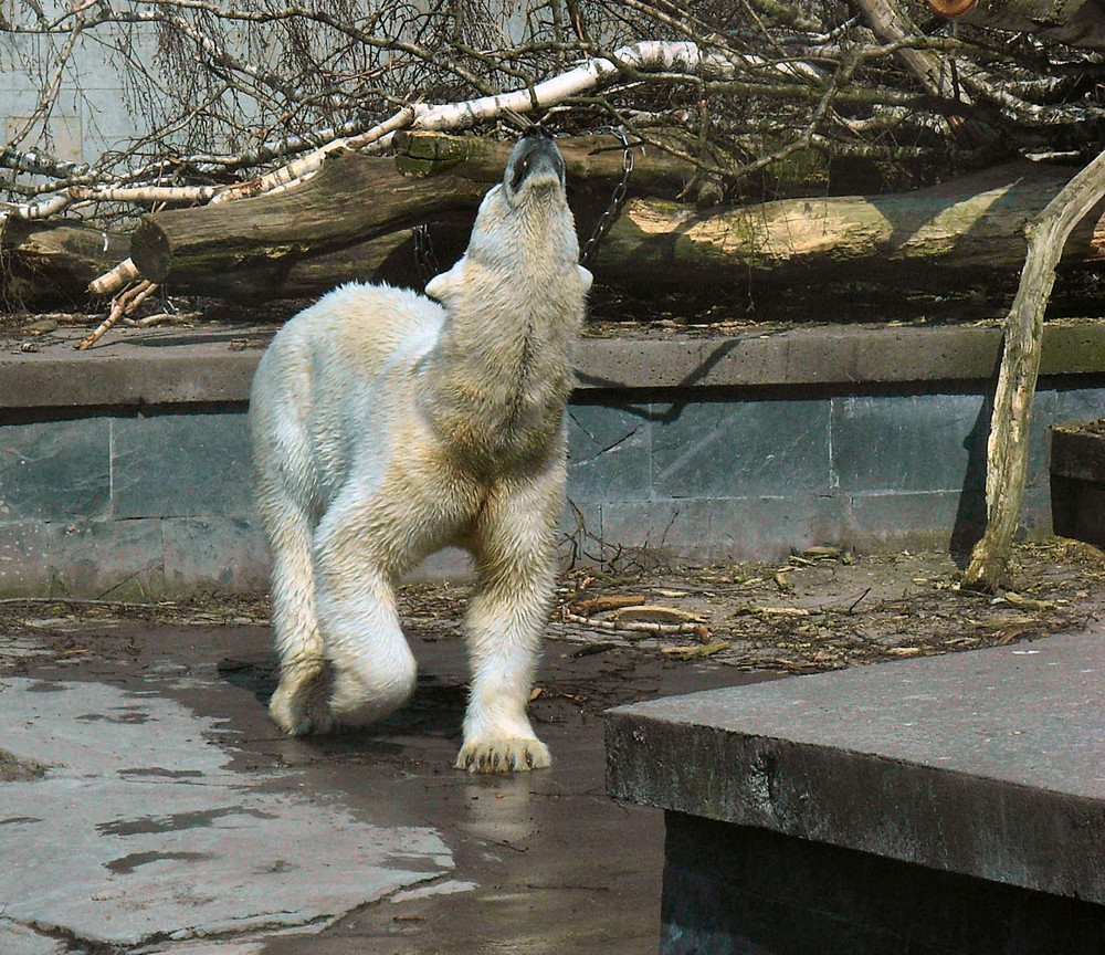 ich trag die Nase heut wieder sehr hoch^^^^