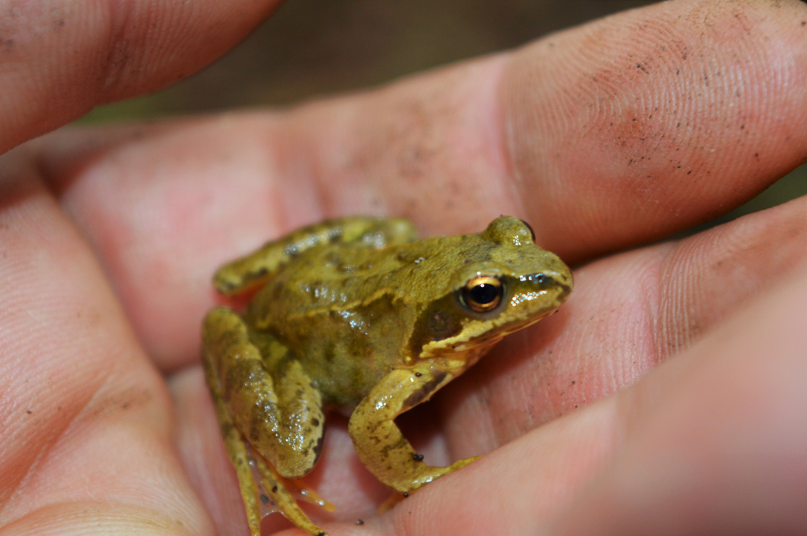  Ich trage dich rüber kleiner Freund (Grasfrosch)