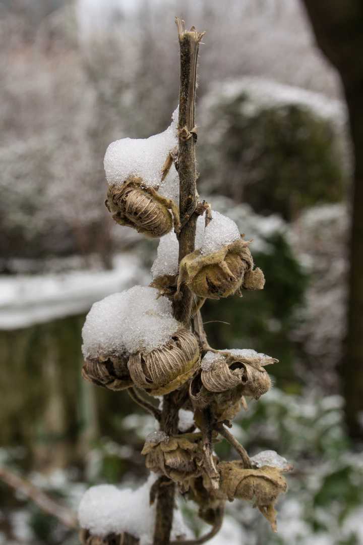 Ich trage einen Schneehut