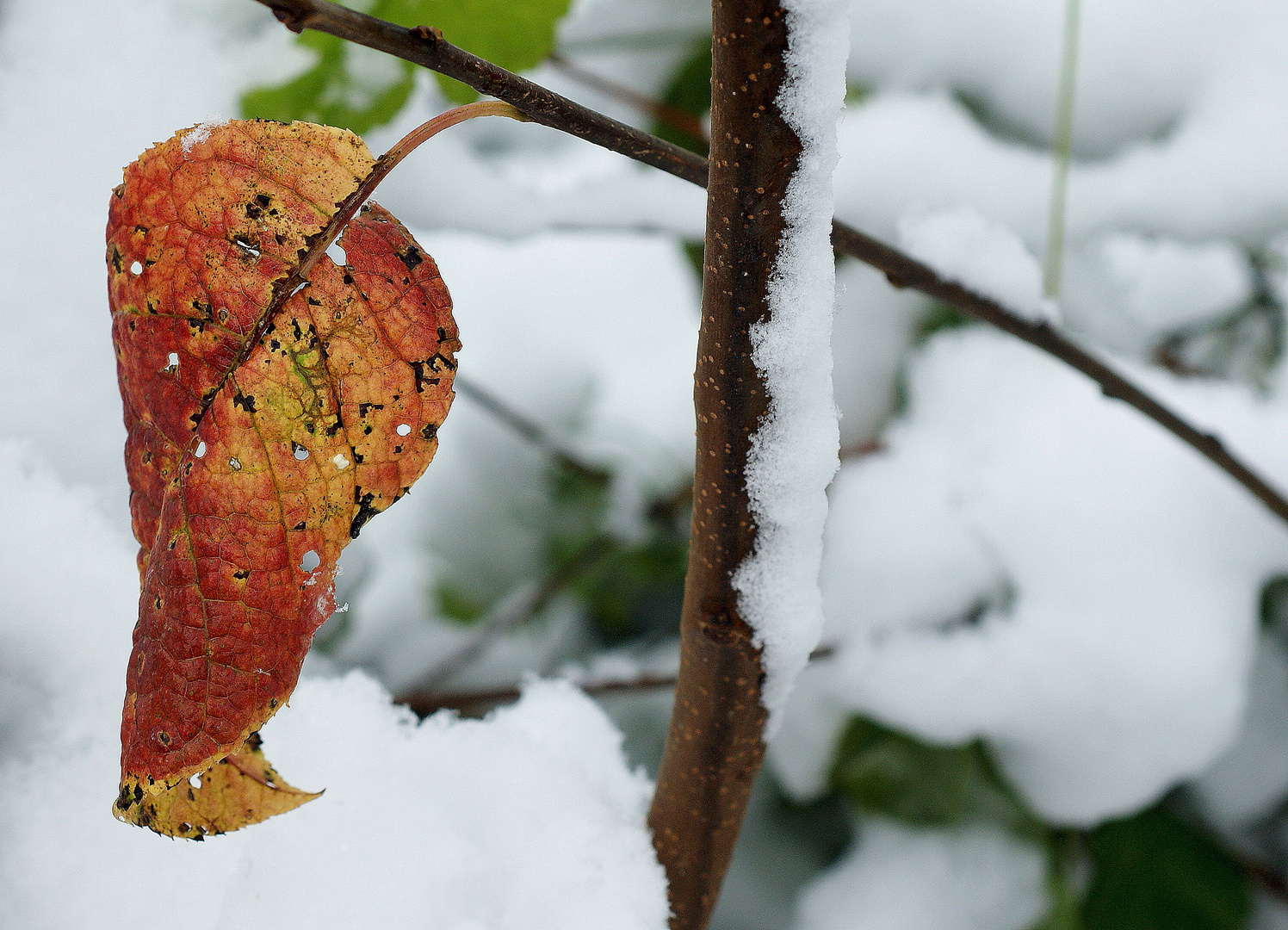 Ich trotze dem Schnee...