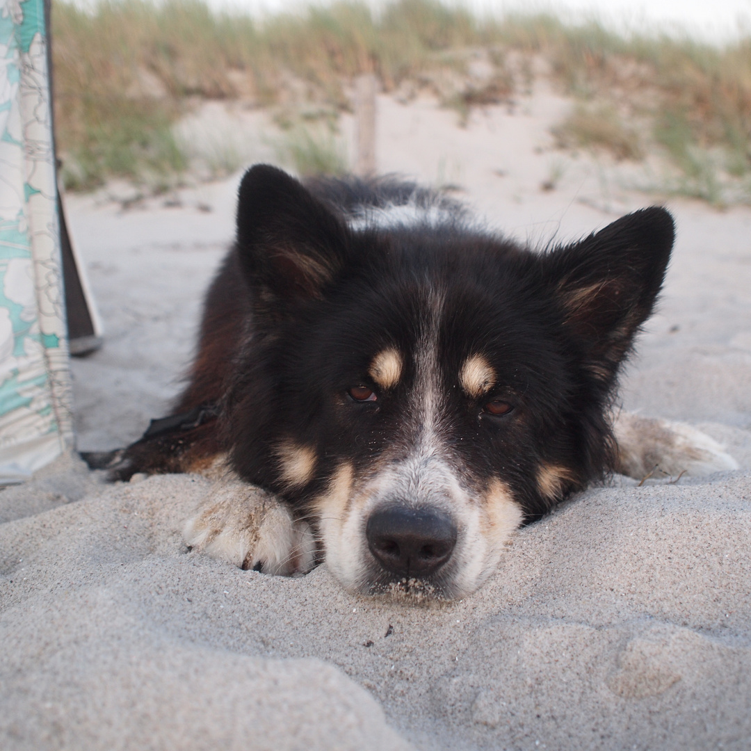 ich überwache hier den Strand . . . .