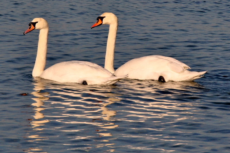 ich und du schwimmen in den frühling