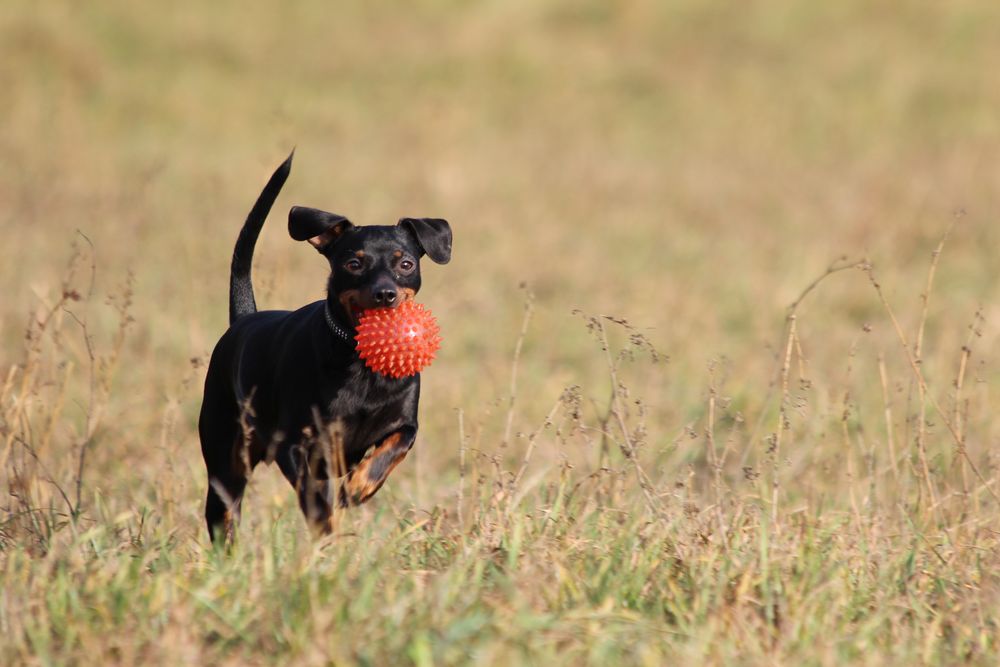 Ich und mein Ball