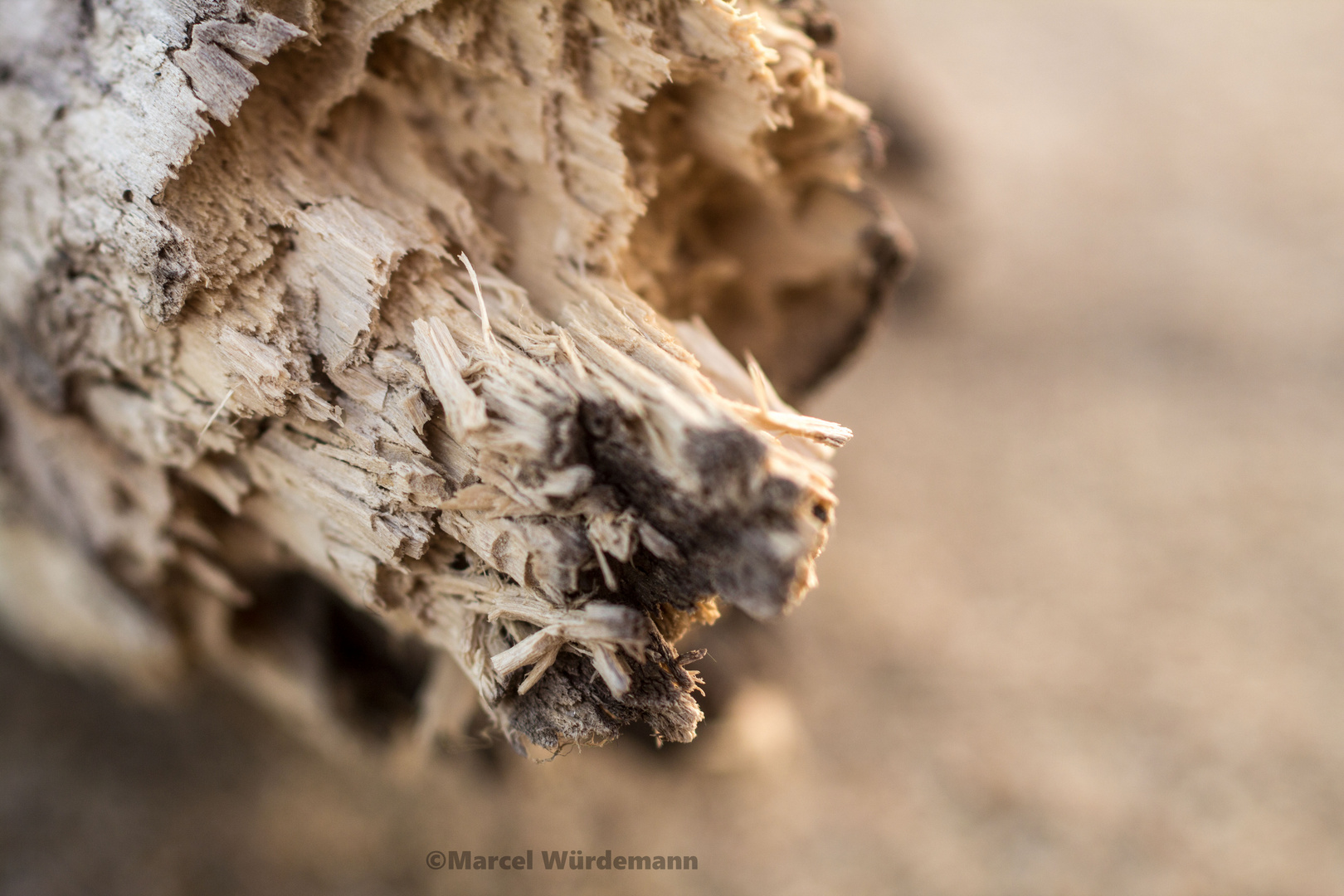 Ich und mein Holz