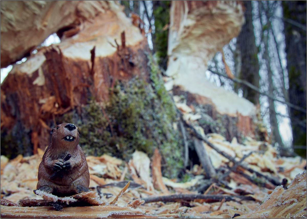 Ich und mein Holz