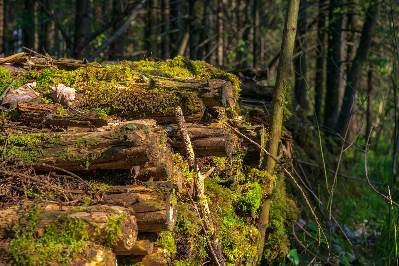 ich und mein Holz.... Glücklich jener der Holz, und einen Holzofen hat.