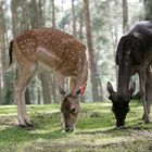 Ich und mein Schatten