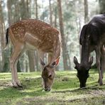 Ich und mein Schatten