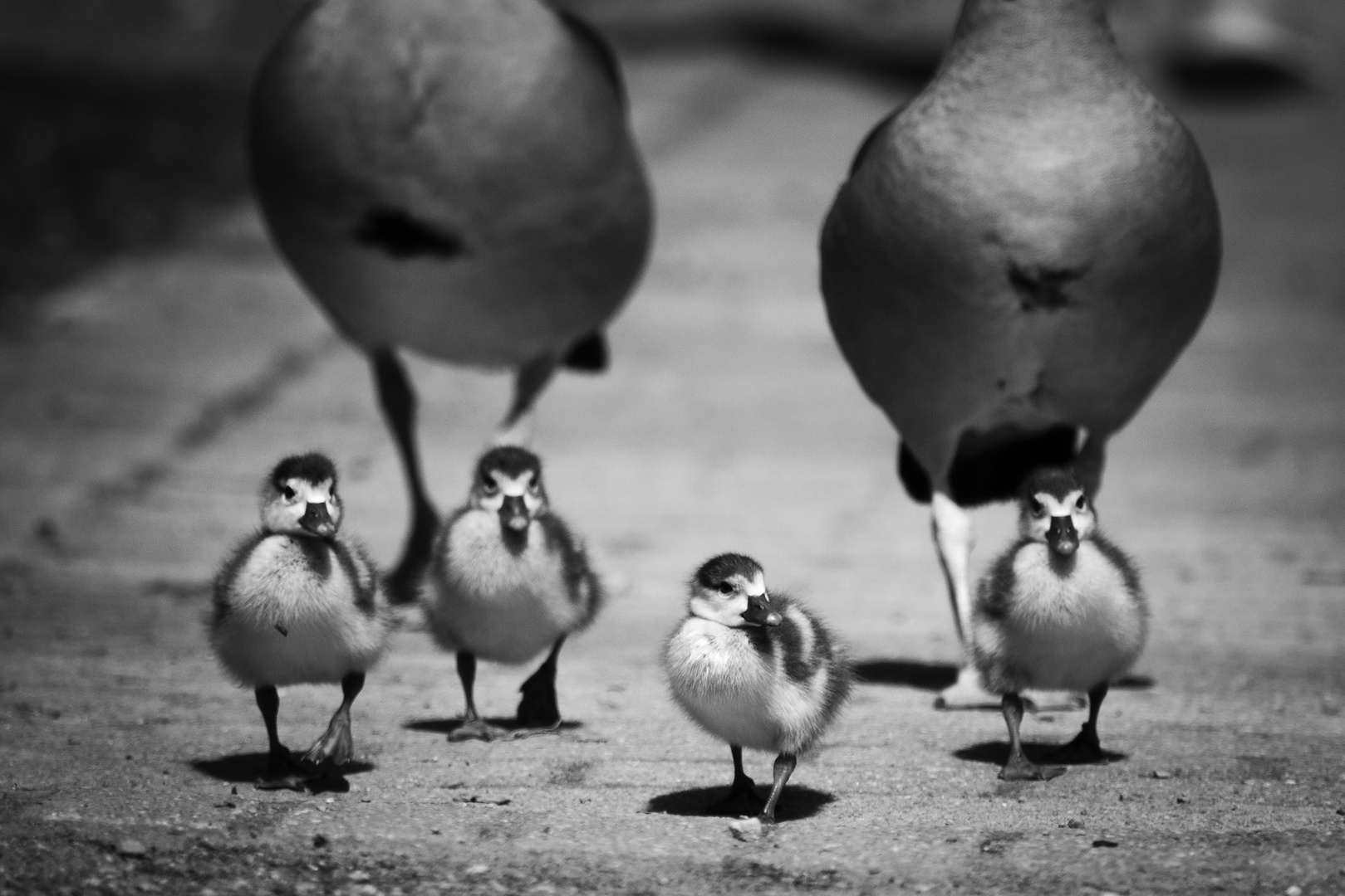 Ich und meine Gang...