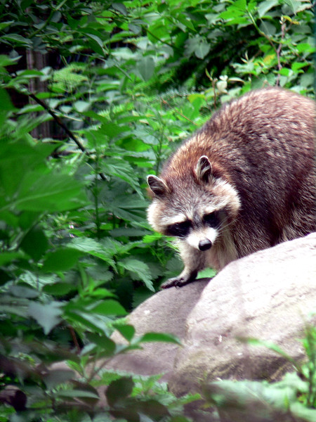 ich und Rocki Waschbär...