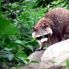 ich und Rocki Waschbär...