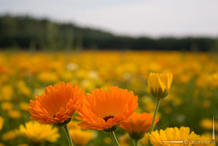 Ich verabschiede mich mit blumigen Grüßen...