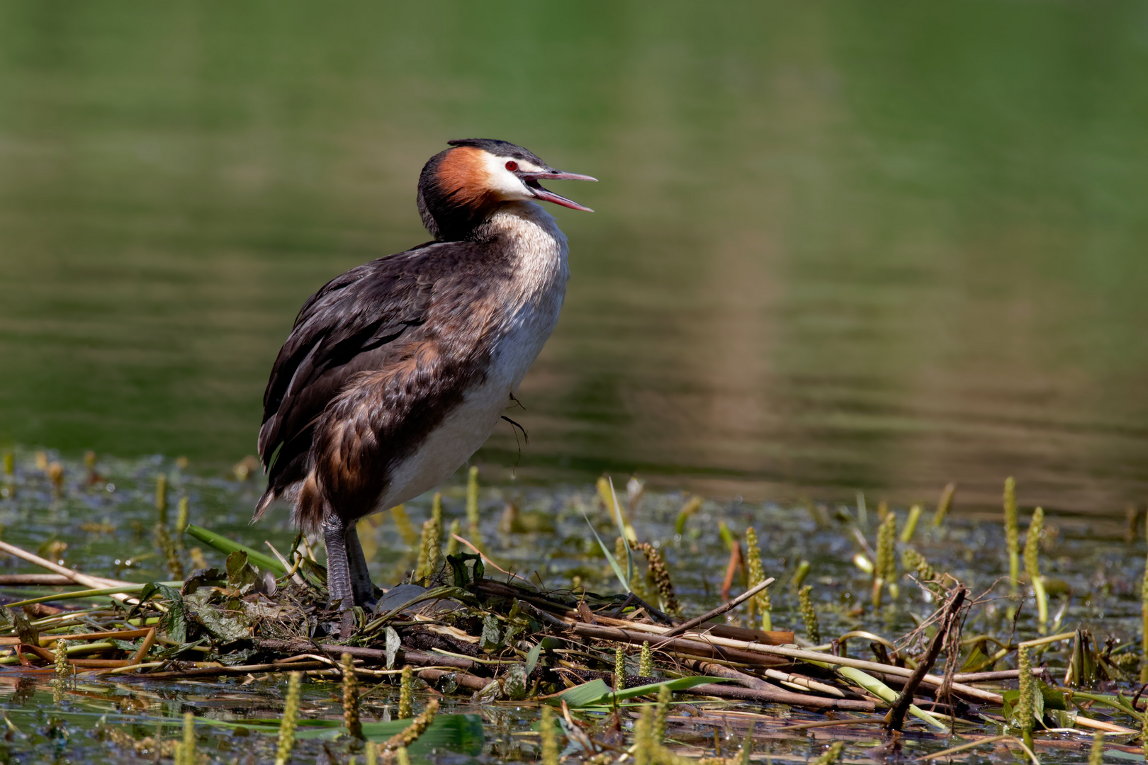 Ich verkünde: Es werden 2! Stehender Haubentaucher  (Podiceps cristatus)