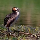 Ich verkünde: Es werden 2! Stehender Haubentaucher  (Podiceps cristatus)