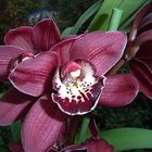 ich vermute eine der Cymbidium-Hybriden