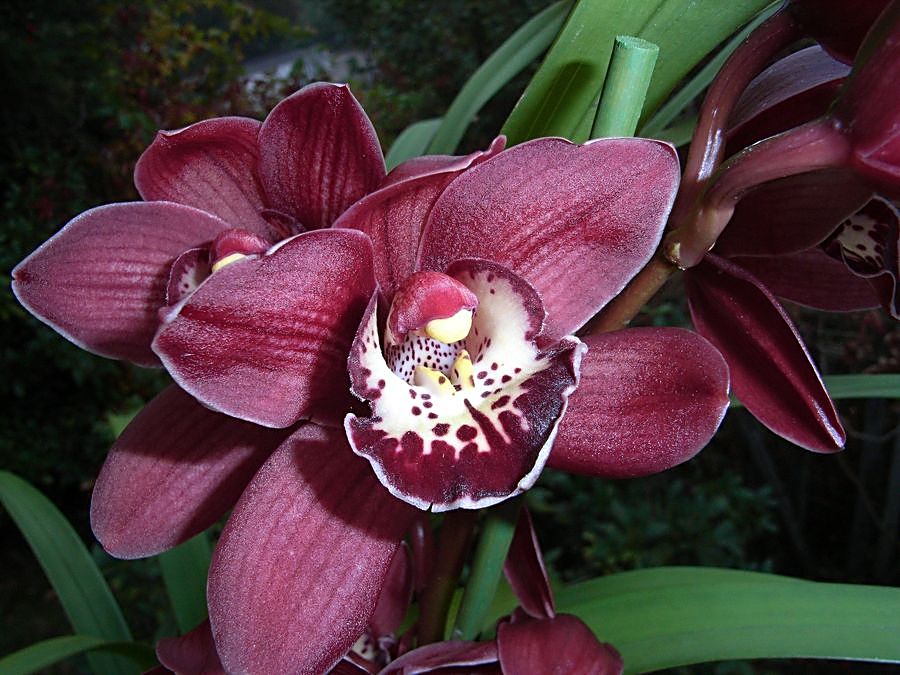 ich vermute eine der Cymbidium-Hybriden