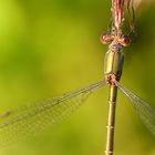 Ich vermute es ist eine: Kleine Binsenjungfer (Lestes virens vestalis) oder eine Weidenjungfer