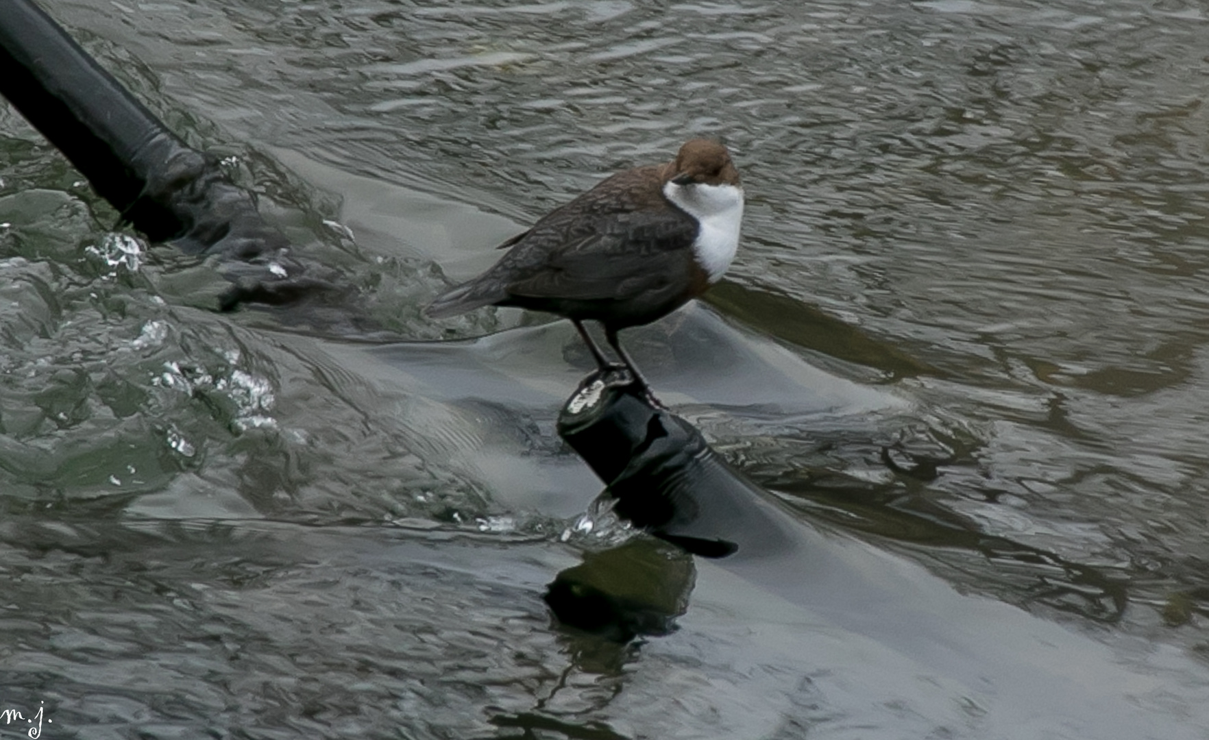 Ich vermute es ist eine Wasseramsel