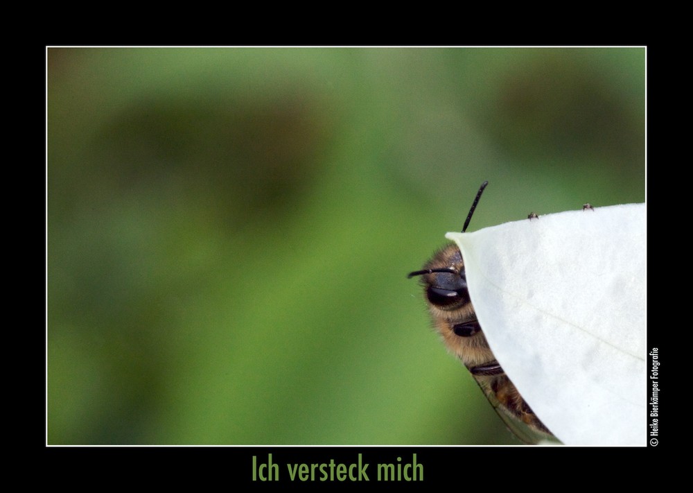 Ich versteck mich