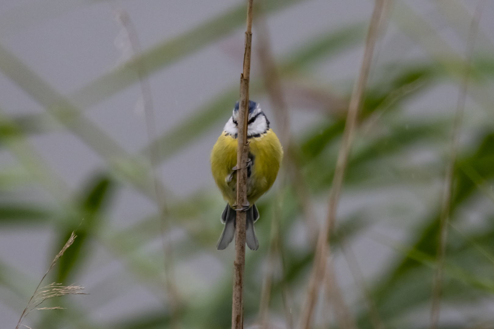 Ich versteck mich