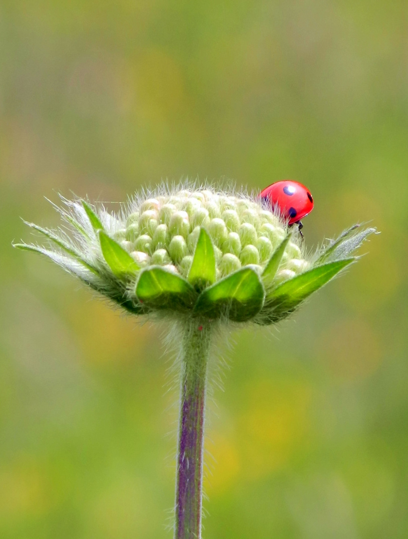 ich versteck mich dann mal