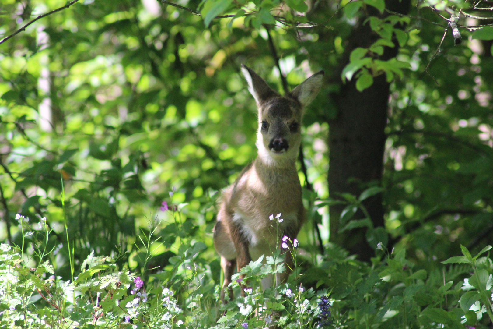 Ich versteck mich 