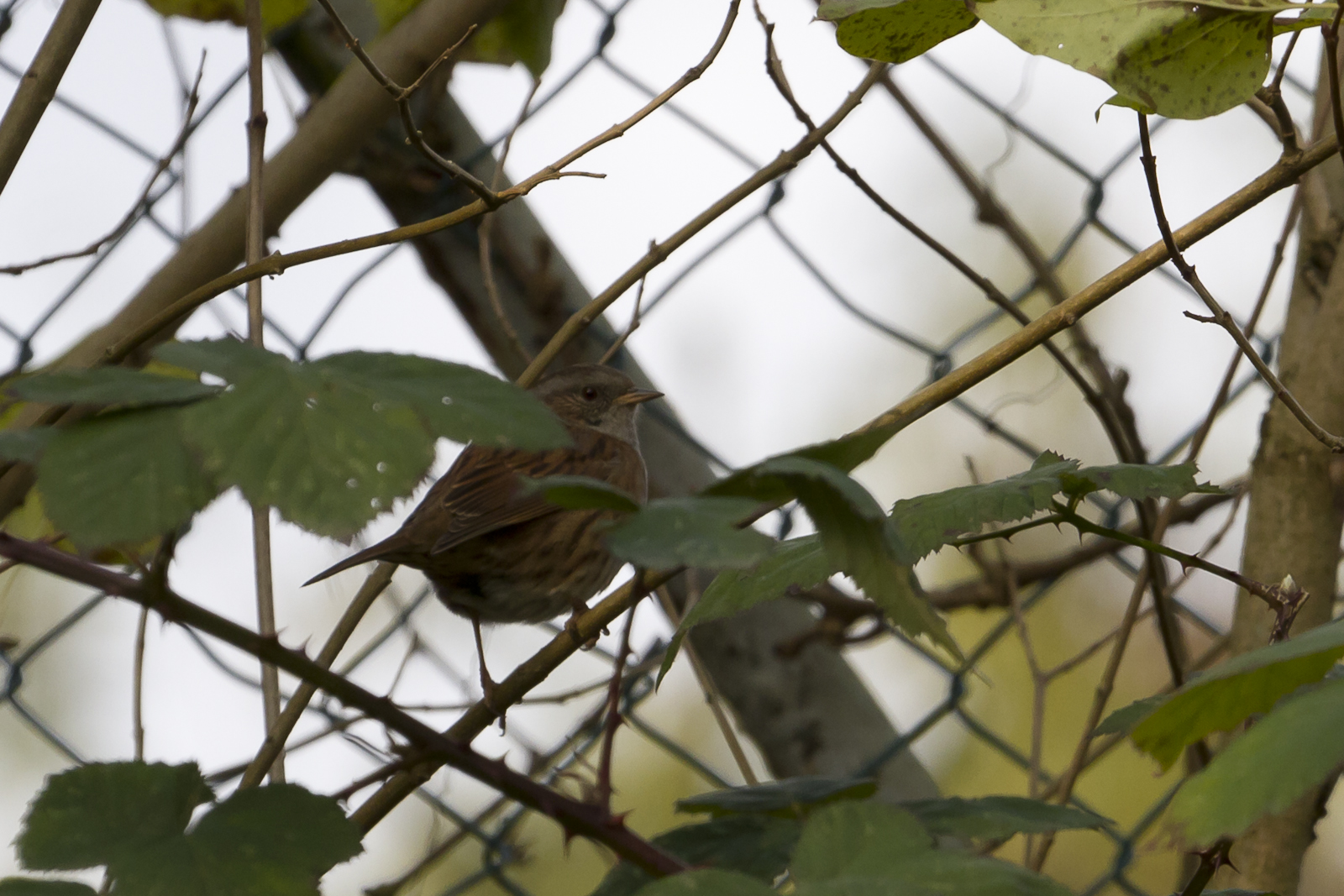 Ich versteck mich hinter den Blättern