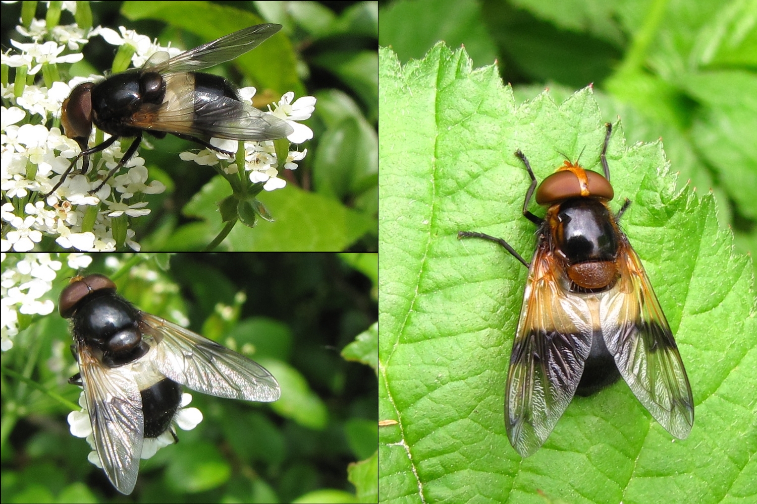 Ich versuche meine Schwebfliegen zu sortieren