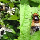 Ich versuche meine Schwebfliegen zu sortieren