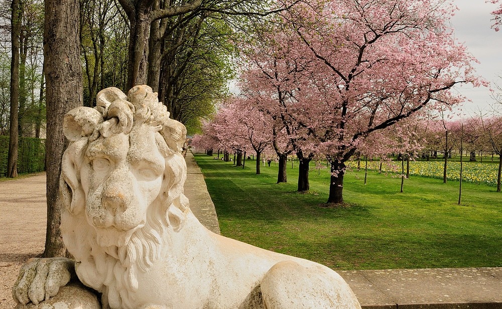 Ich wache über die Kirschblüten im Schlosspark vom Schloss Schwetzingen.