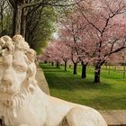 Ich wache über die Kirschblüten im Schlosspark vom Schloss Schwetzingen.