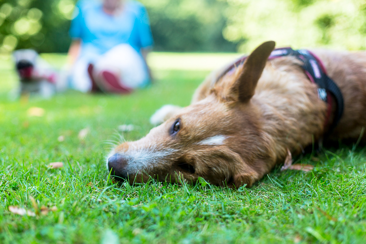 Ich wälz mich im Park