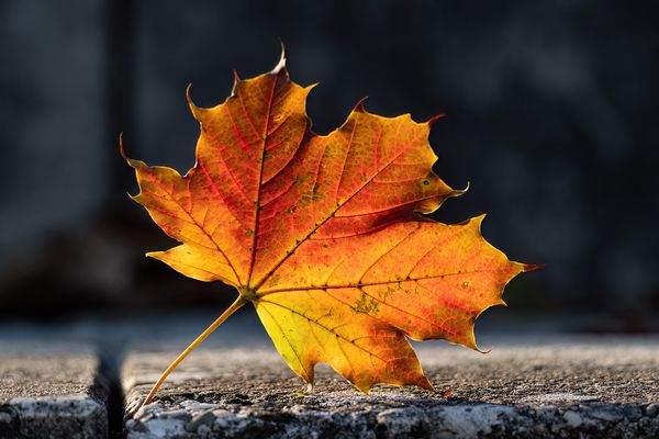 Ich wär´ so gern ein Blümchen