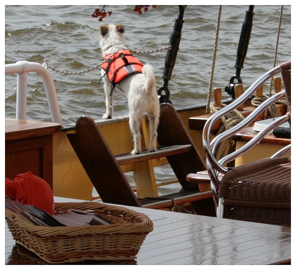 Ich wär so gern ein Seehund