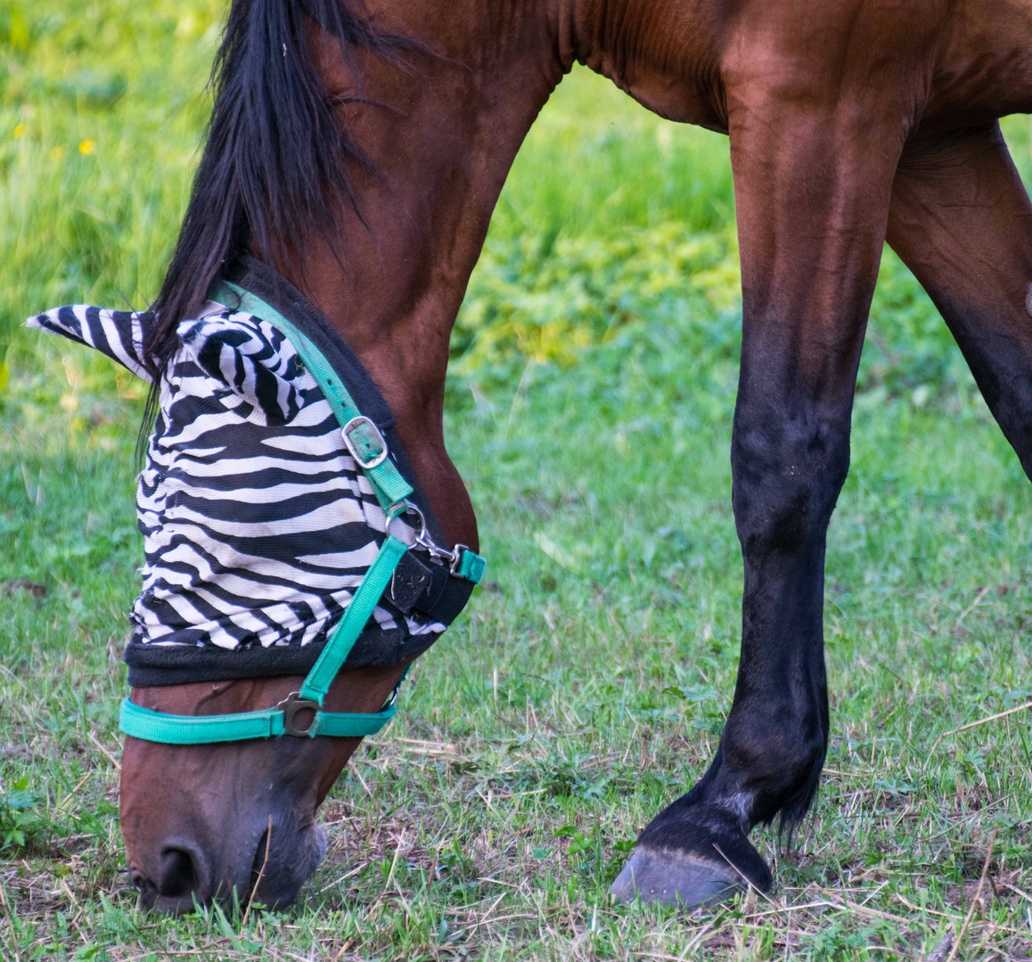 ich wär so gern ein Zebra