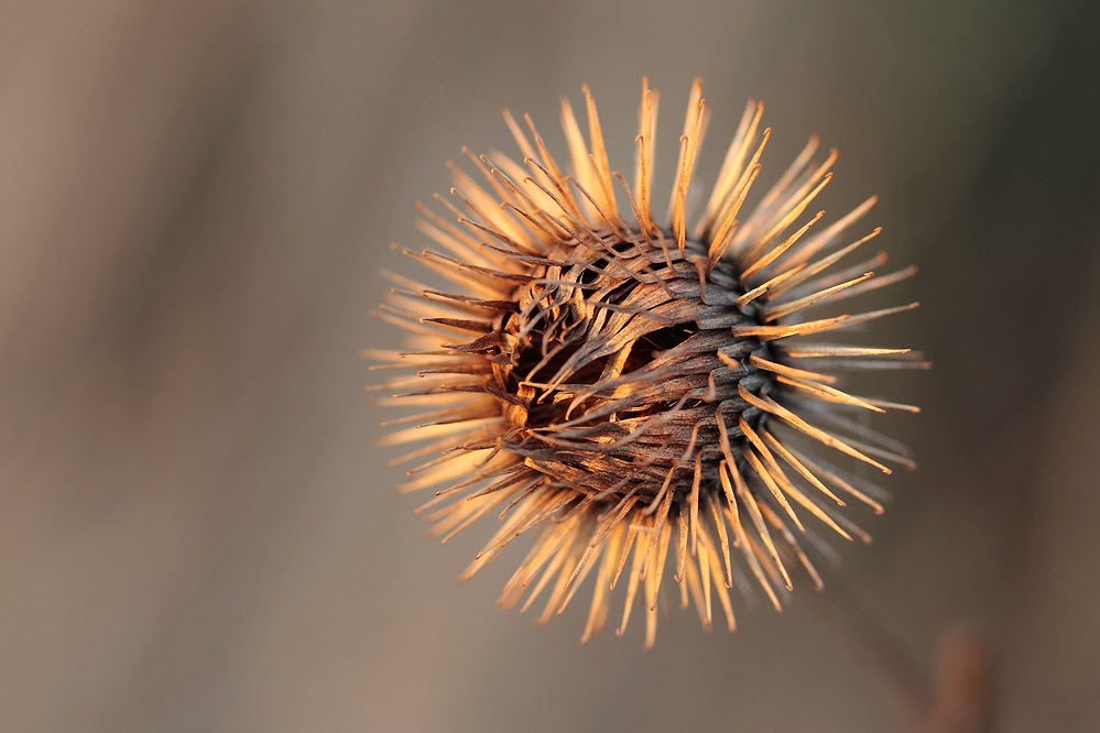 Ich wär' so gerne eine Sonnenblume geworden...