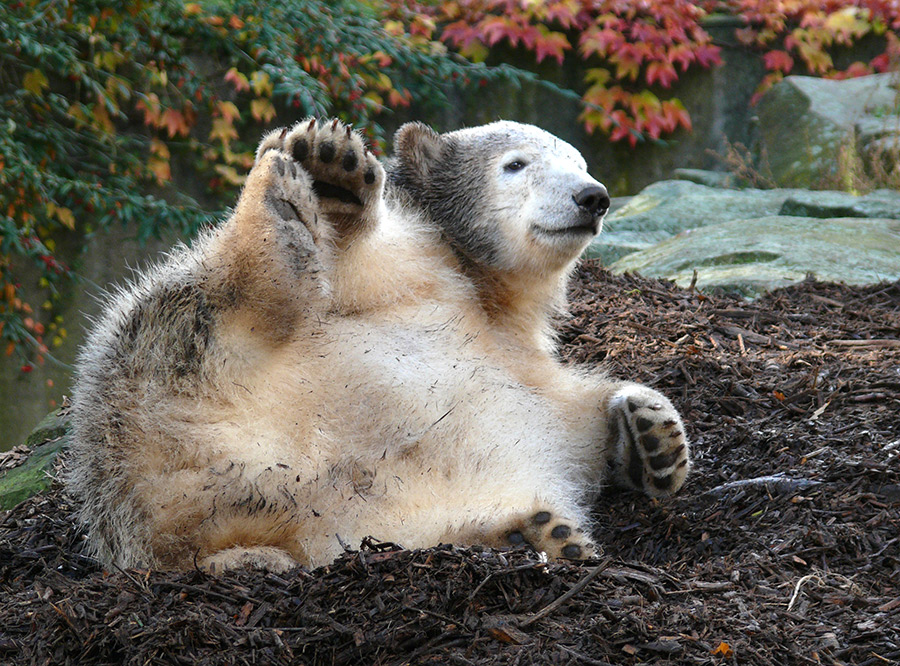 Ich wär viel lieber ein Braunbär!