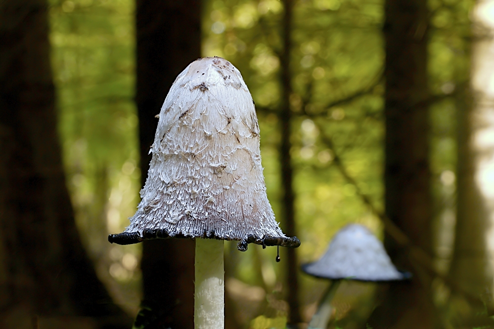 Ich wäre auch gern im Kellerwald gewesen :-(