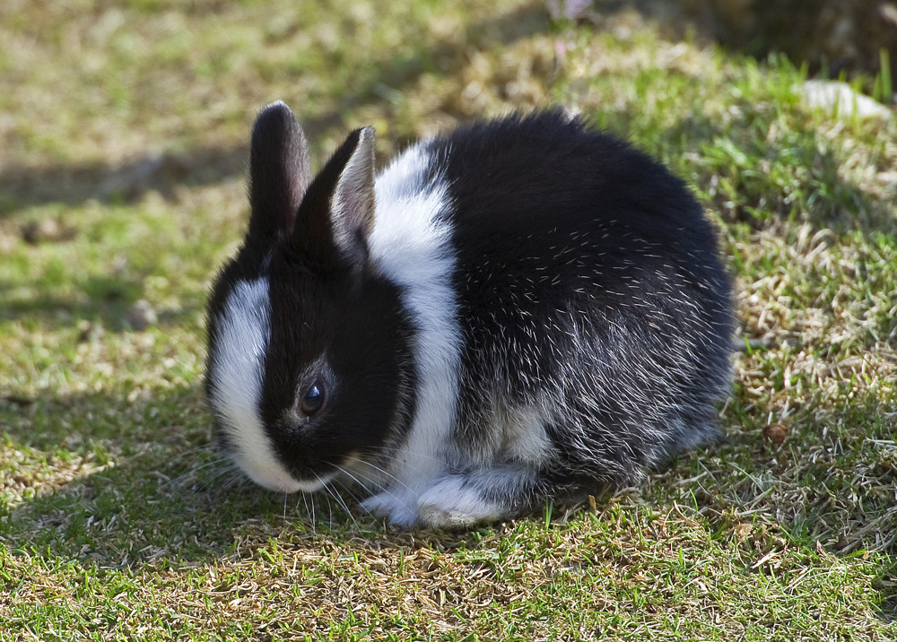 Ich wäre auch so gerne ein grosser Osterhase