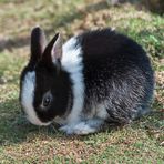 Ich wäre auch so gerne ein grosser Osterhase