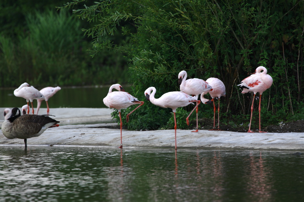 Ich wäre so gern ein Flamingo...