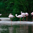 Ich wäre so gern ein Flamingo...