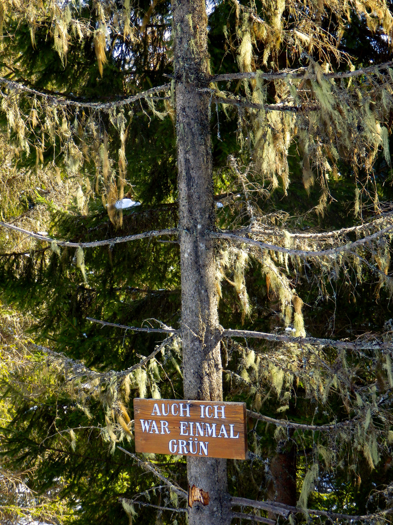 Ich war  auch einmal Grün  , am weg ins Maderanertal